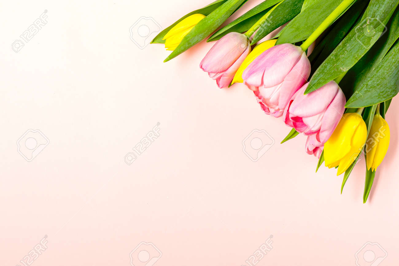 Fresh pink and yellow tulip flowers on on pastel pink - 167780044 Fresh pink and yellow tulip flowers on on pastel pink - 167780044