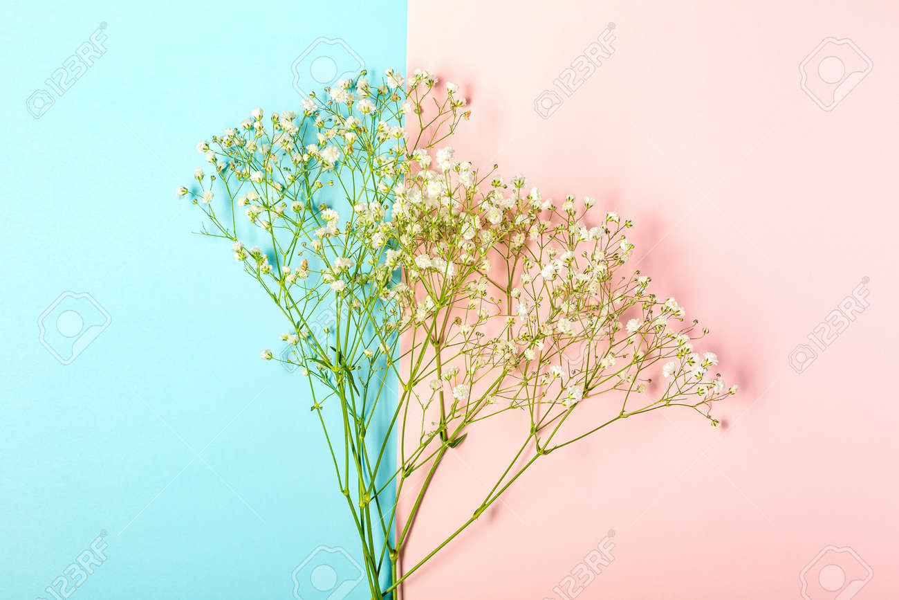 Creative banner with fresh white babys breath flower - 167780047 Creative banner with fresh white babys breath flower - 167780047