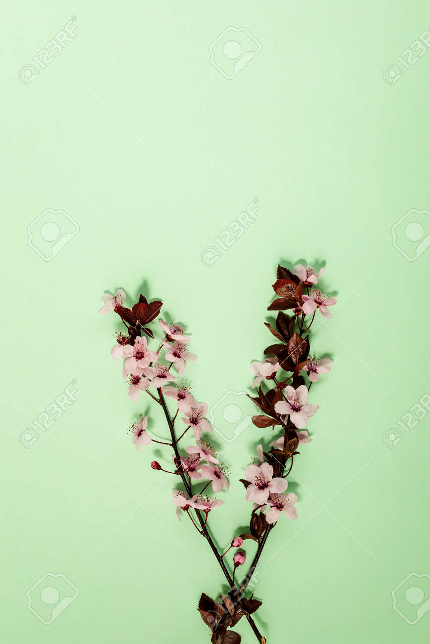 Creative flat lay flowers composition. Light pink flowers on pastel green background. Wedding. Birthday. Valentines Day. Mother's day. Flat lay, top view, copy space. - 167780048 Creative flat lay flowers composition. Light pink flowers on pastel green background. Wedding. Birthday. Valentines Day. Mother's day. Flat lay, top view, copy space. - 167780048