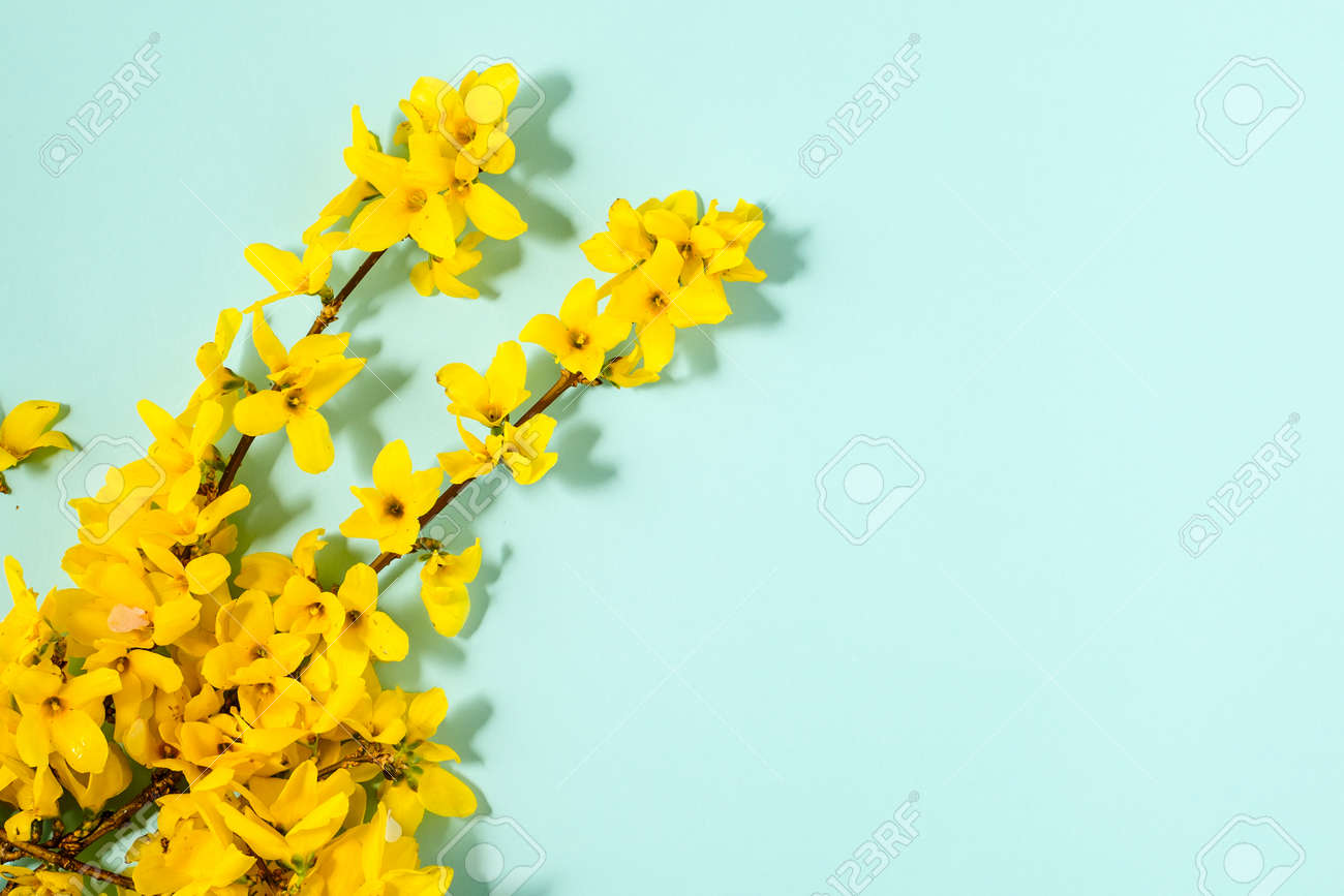 Pattern with fresh yellow flowers on pastel backround. - 167780055 Pattern with fresh yellow flowers on pastel backround. - 167780055