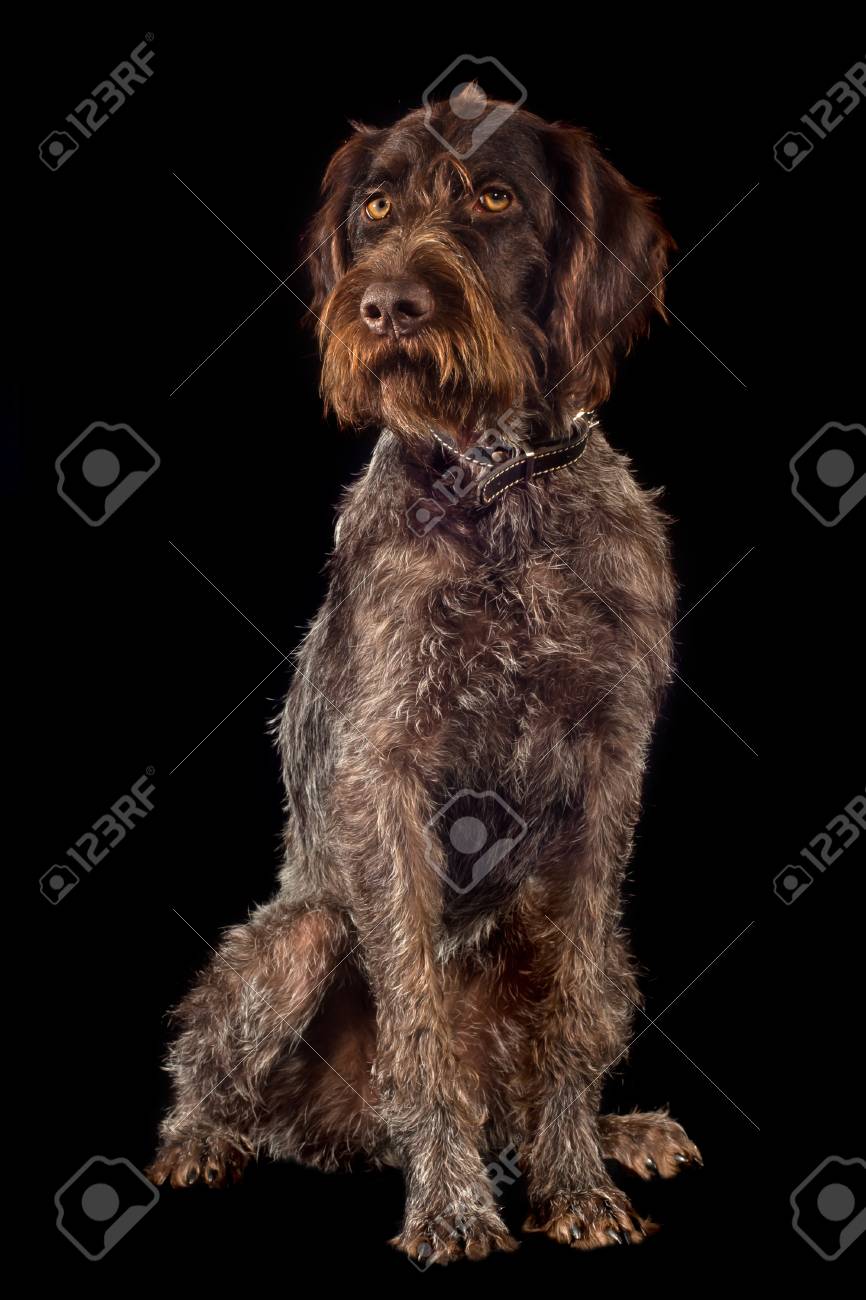 black german wirehaired pointer