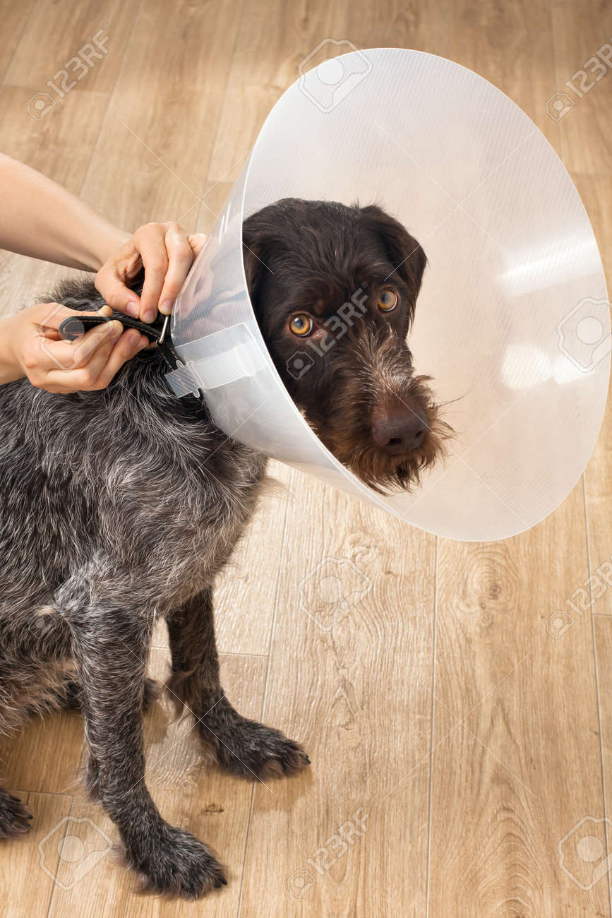 buster elizabethan collar