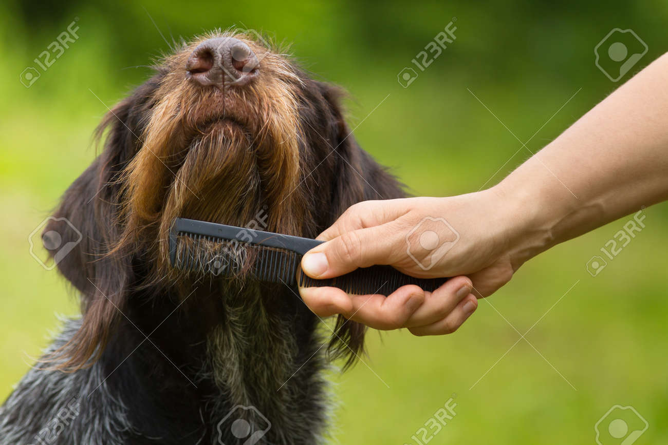 dog face comb