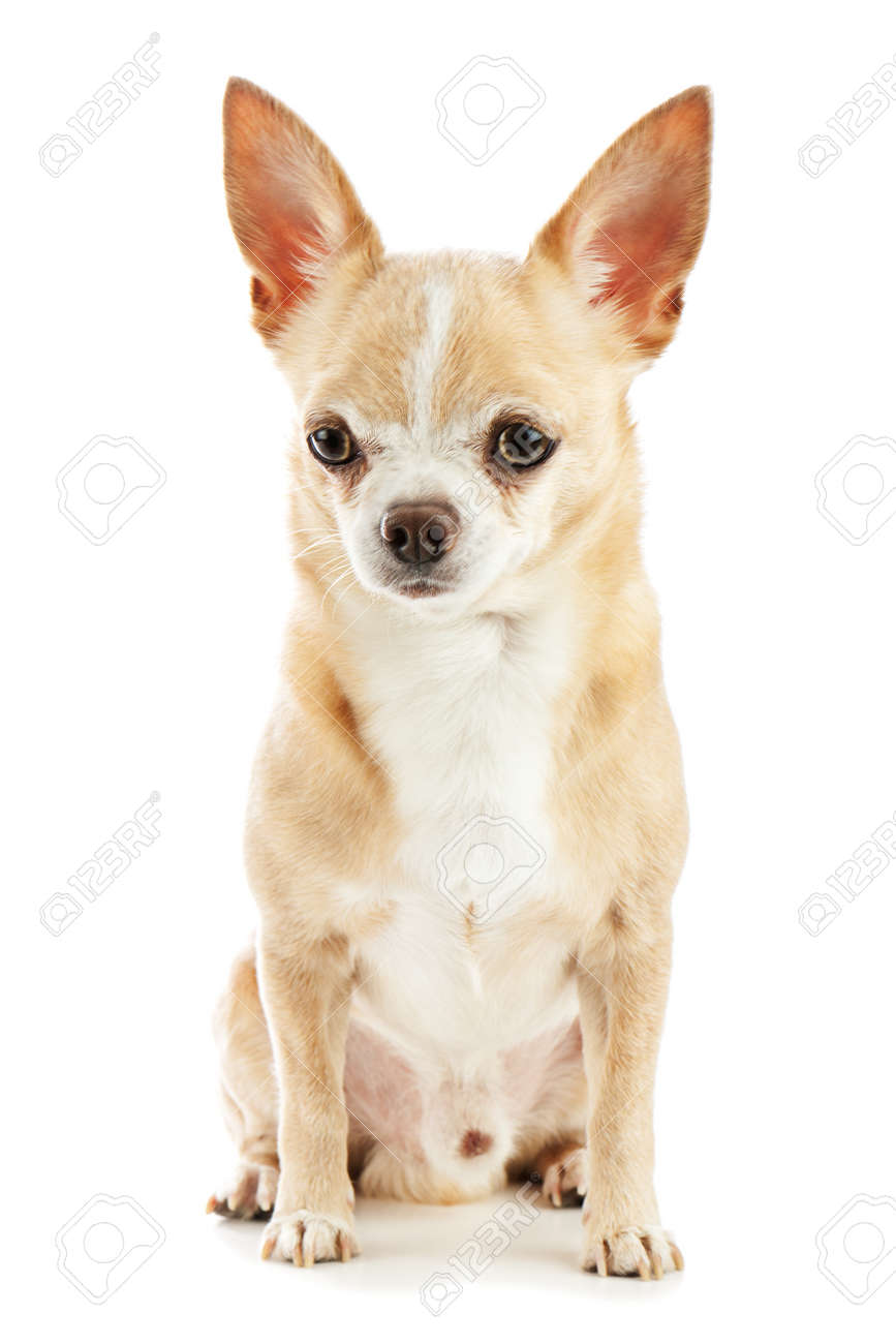 ベージュのチワワ犬の白い背景に分離しました クローズ アップ の写真素材 画像素材 Image ベージュのチワワ犬の白い背景に分離しました クローズ アップ の写真素材 画像素材 Image