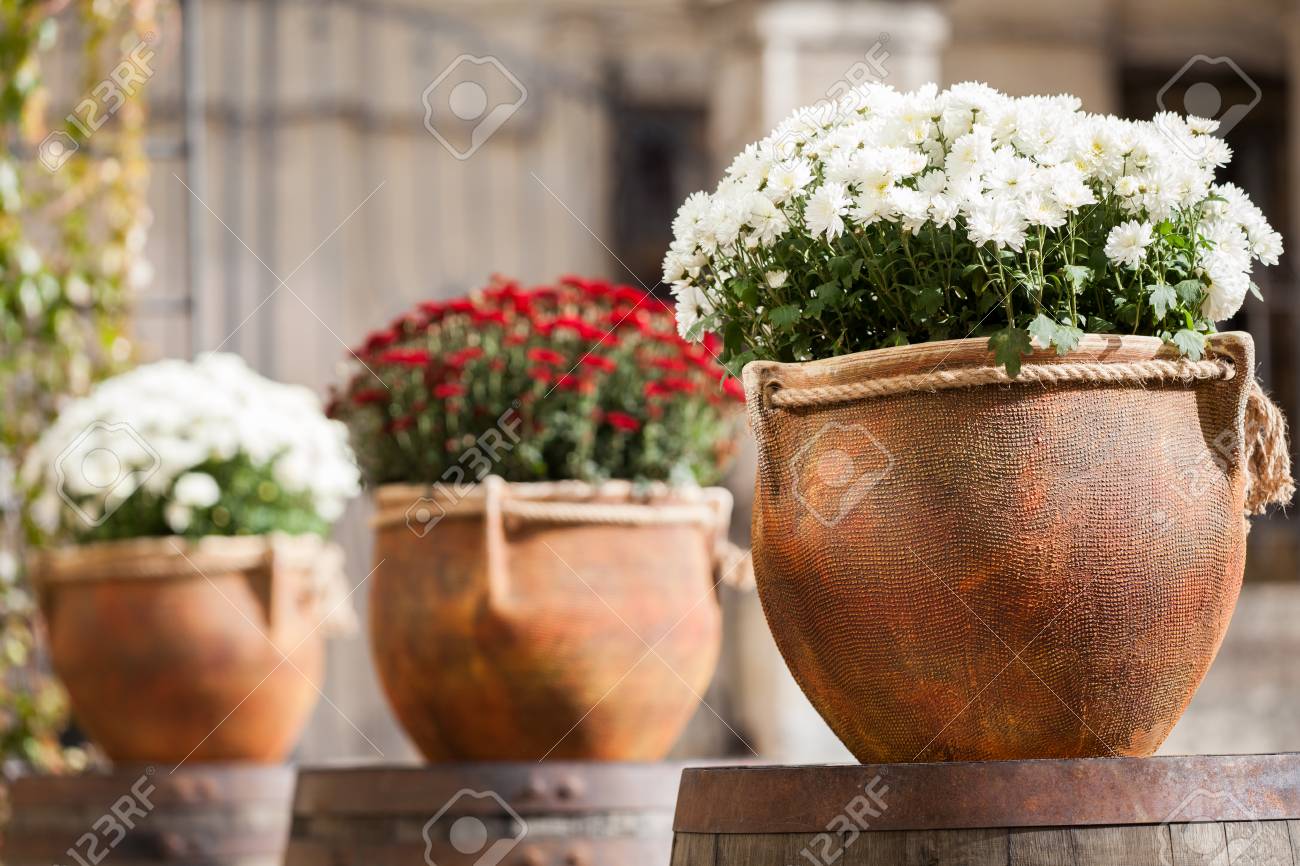 Large Flower Pots With White And Burgundy Chrysanthemums Vases