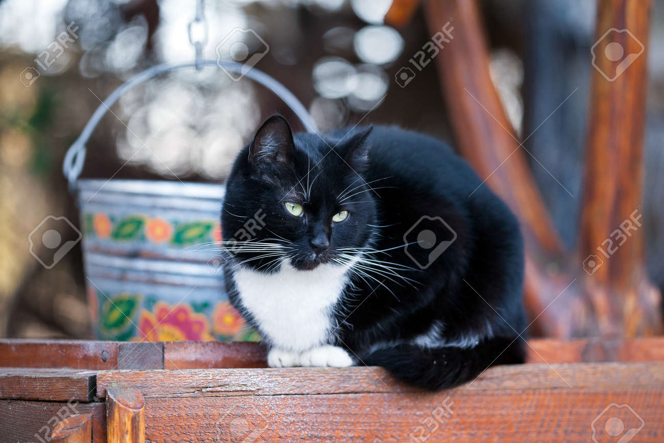 Black And White Cat Sitting On Wooden Well Outdoors In The Back Yard One Sitting Black White Shorthair Cat Stock Photo Picture And Royalty Free Image Image