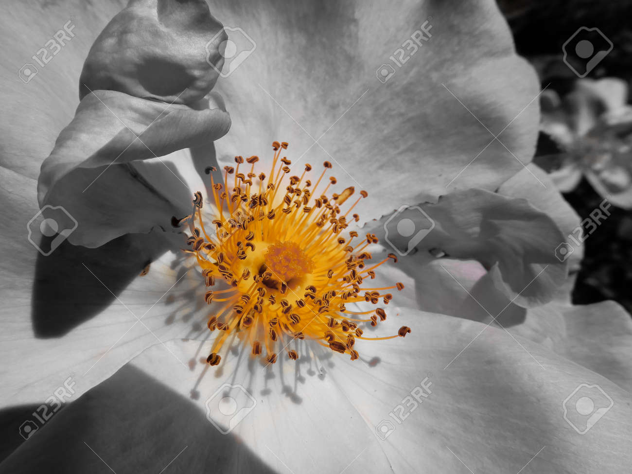 A black and white photo of a flower with the yellow centre left in colour stock