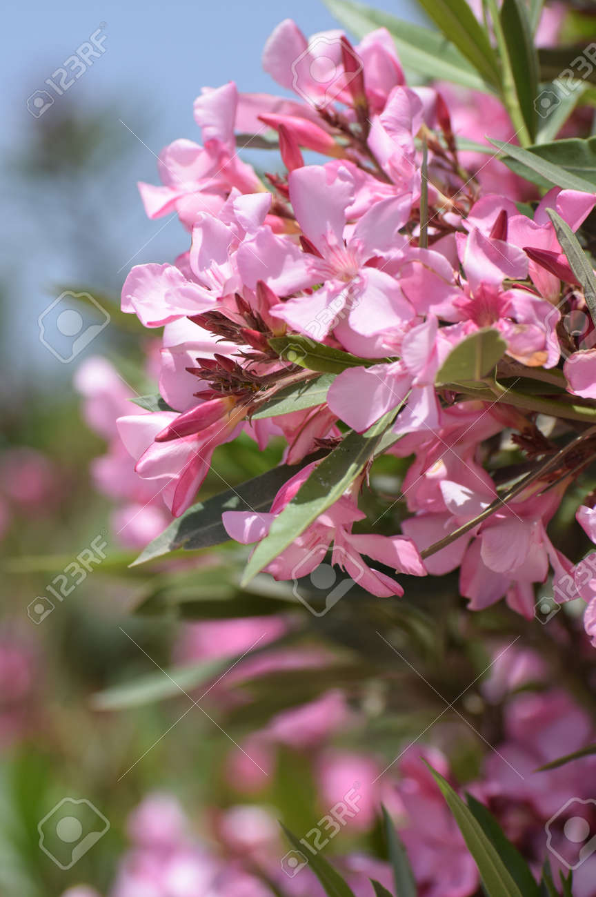 生け垣にピンクの花の束 の写真素材 画像素材 Image