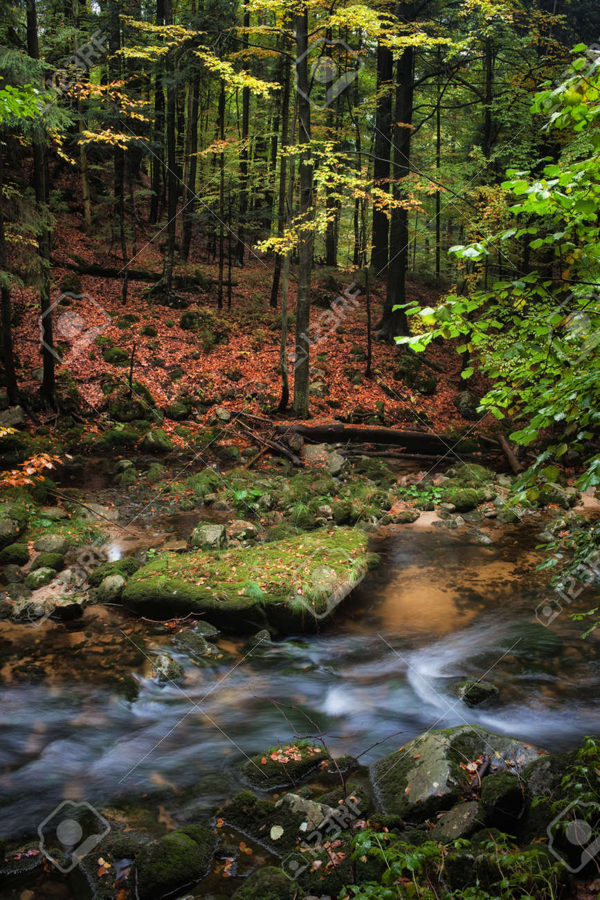 small creek in autumn mountain forest scenery tranquil natural tranquil nature