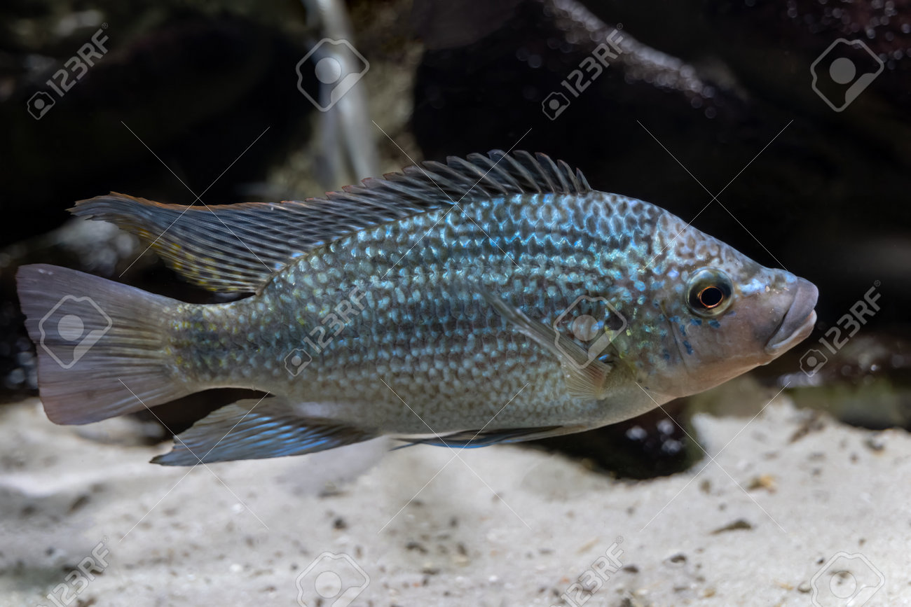 熱帯魚African tilapia