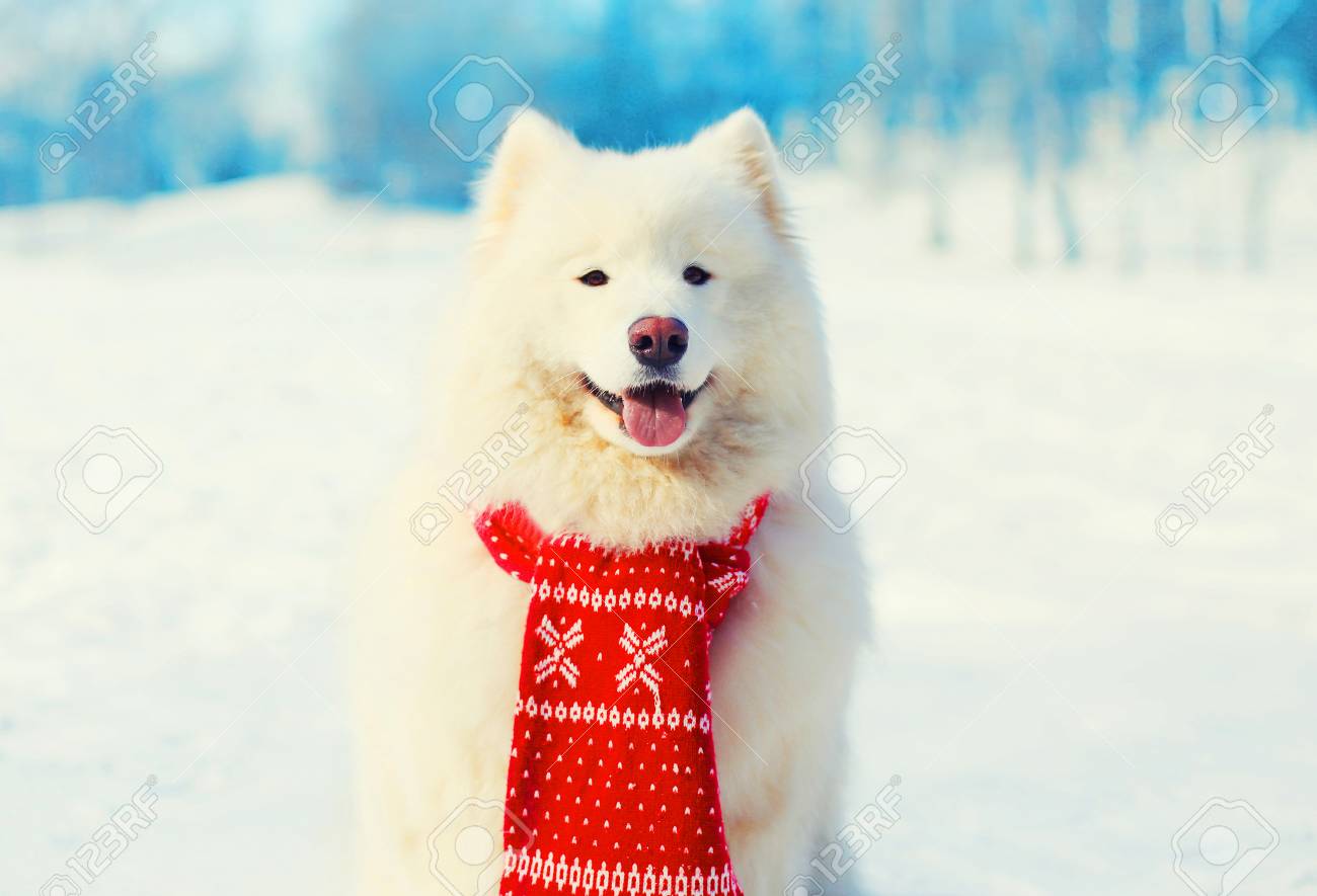 samoyed scarf