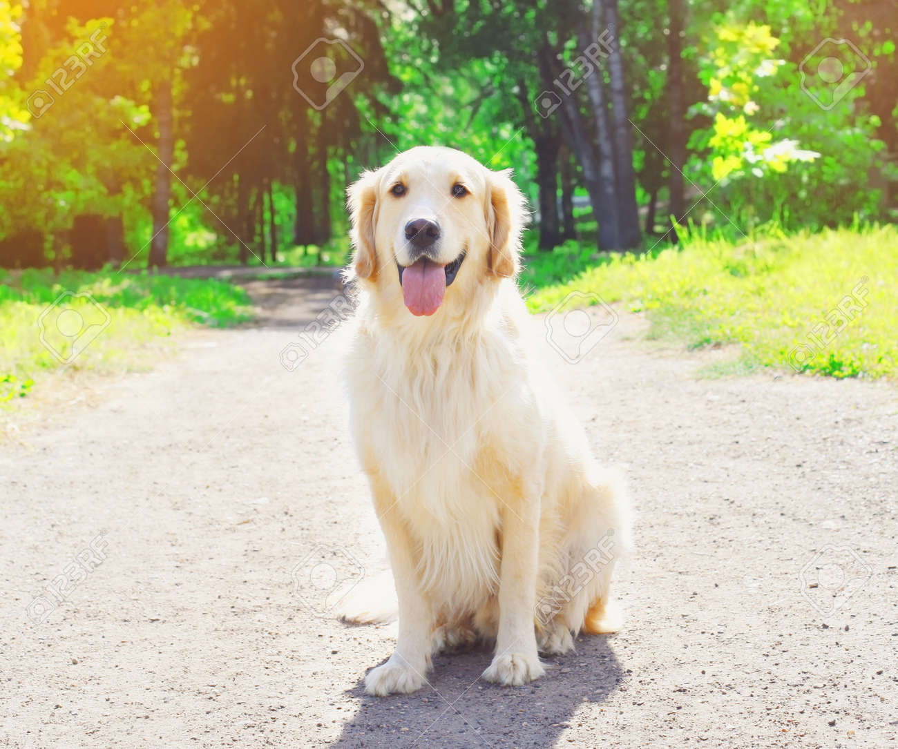Happy Golden Retriever Dog Sitting In Park On Sunny Summer Day Stock Photo Picture And Royalty Free Image Image 122729207