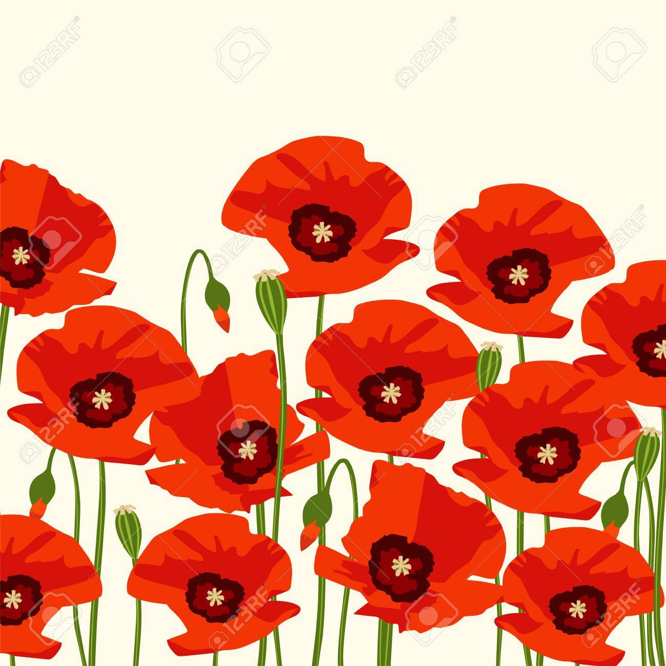 The Red Poppy Flowers. Background. Vector Illustration Royalty ...