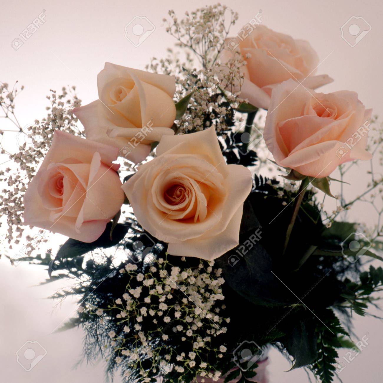 Bouquet De Roses Couleur Saumon Avec Bebe Larmes Banque D Images Et Photos Libres De Droits Image