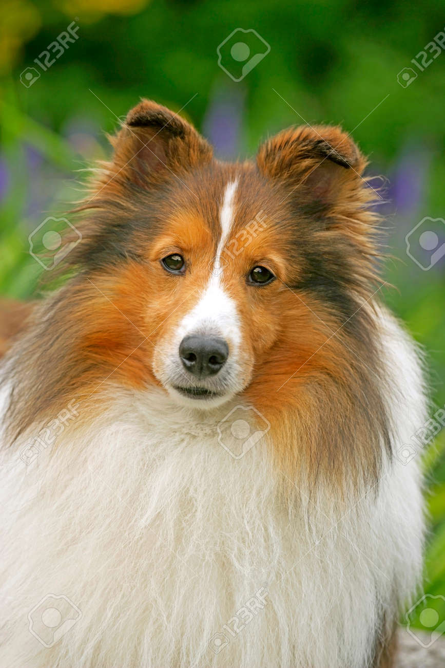 shetland sheepdog
