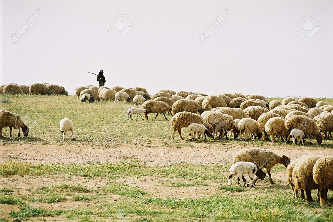 ベドウィンの羊飼い の写真素材 画像素材 Image