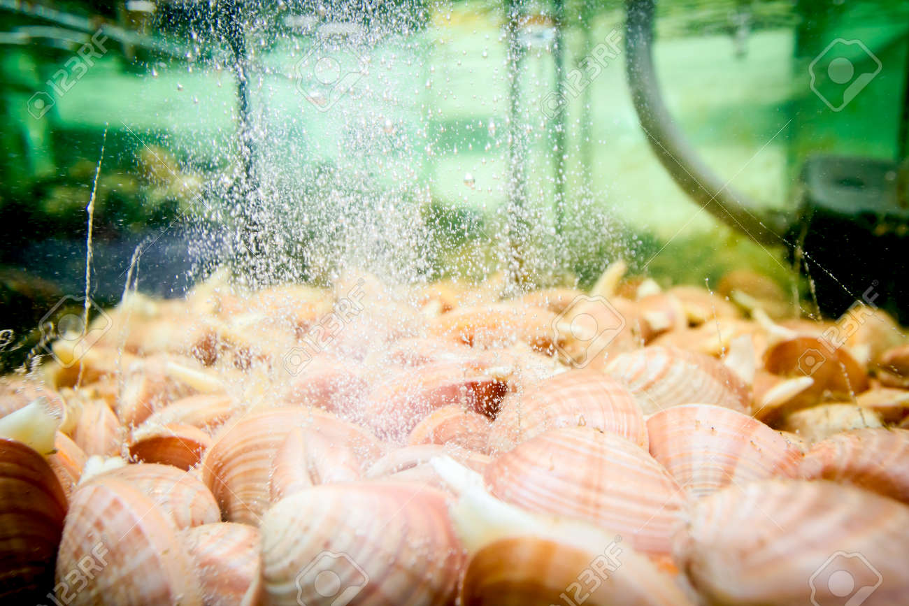 live clams are in
