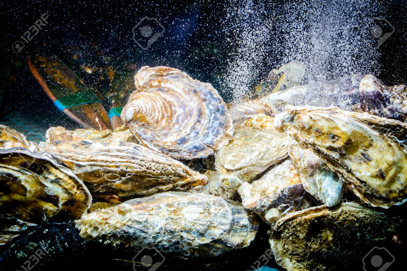 Live Oysters Are In Aquarium, Tank At Traditional Seafood Restaurant For  Sale, Sea Shells. Stock Photo, Picture and Royalty Free Image. Image  125235195., image size:1300x867