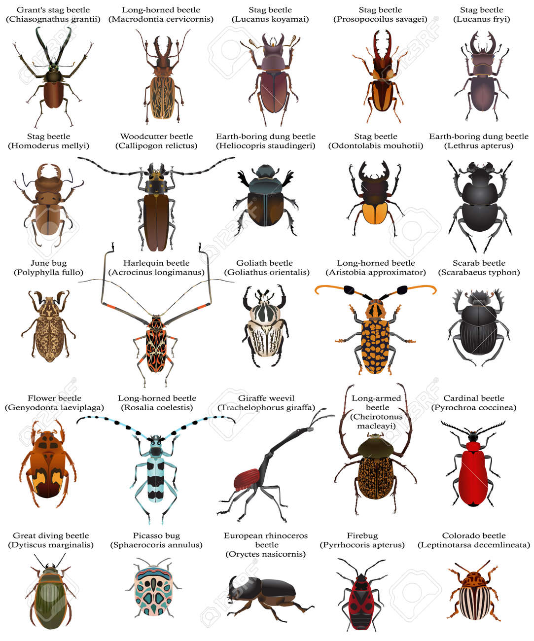 Collection Of Different Species Of Beetles And Bugs Royalty Free Cliparts Vectors And Stock Illustration Image 55144310