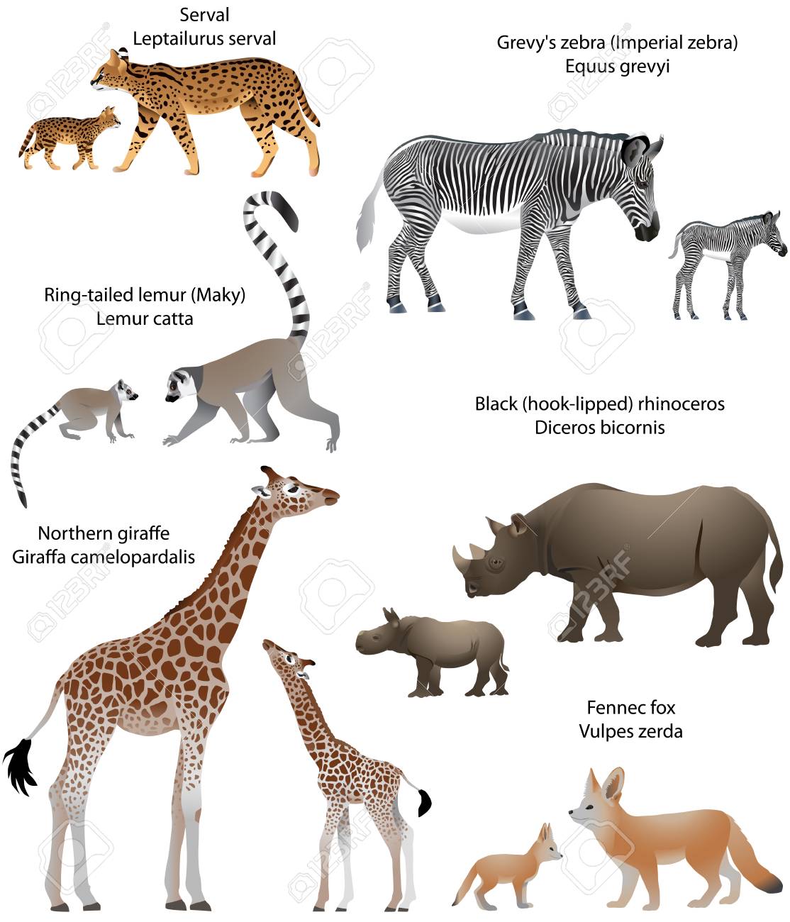 Collection Of Animals With Cubs Living In The Territory Of Africa: Northern  Giraffe, Black Rhinoceros, Grevy's Zebra, Ring-tailed Lemur, Fennec Fox,  Serval Royalty Free SVG, Cliparts, Vectors, and Stock Illustration. Image  96207488., image size:1114x1300