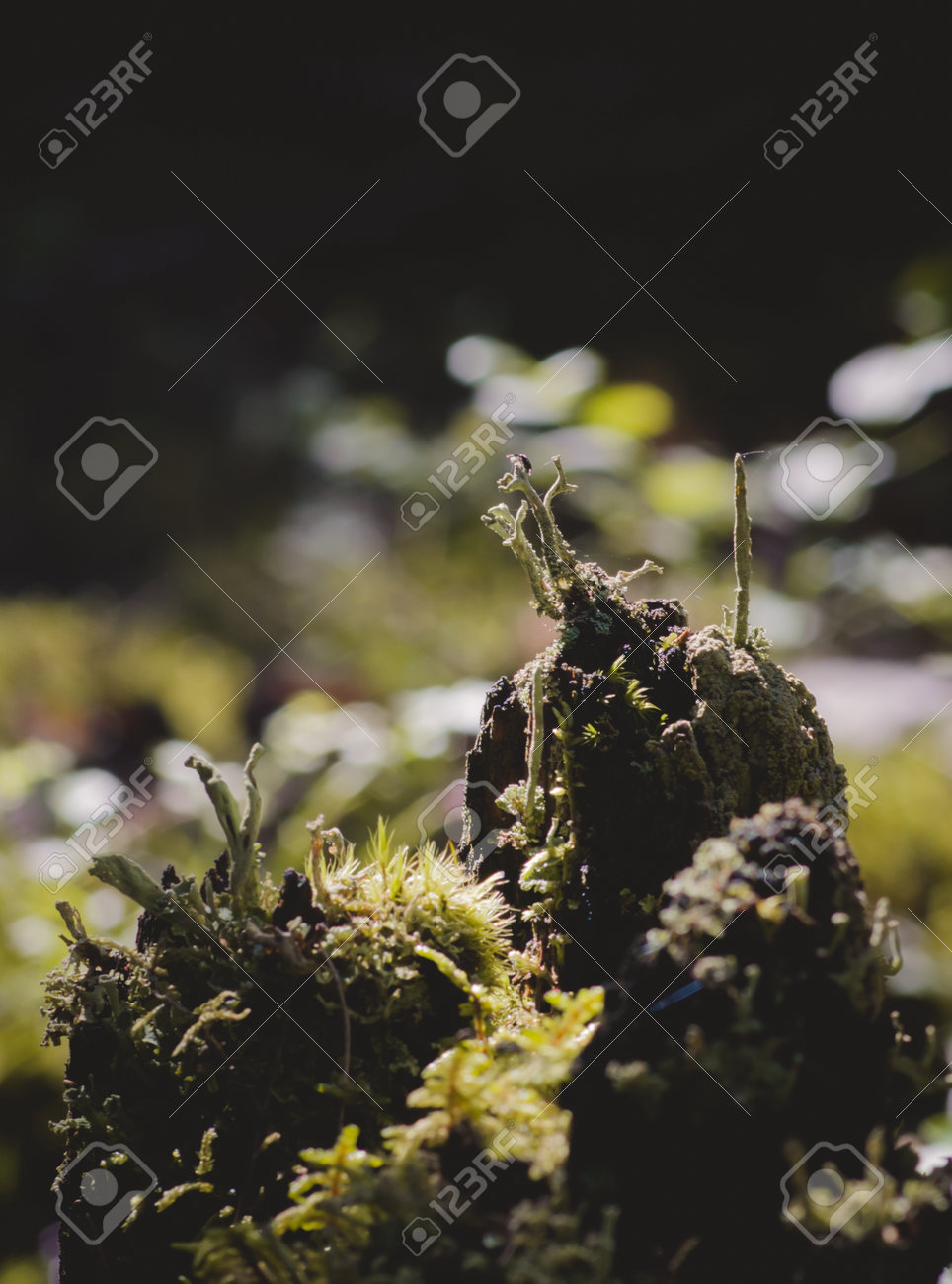 etiam-dictum-ipsum-a-felis