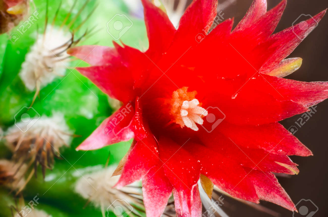 赤の咲くサボテンの花マクロ の写真素材 画像素材 Image