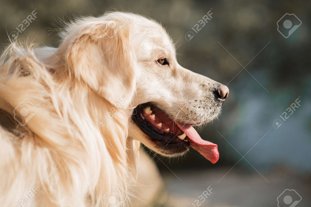 golden retriever face golden retriever face