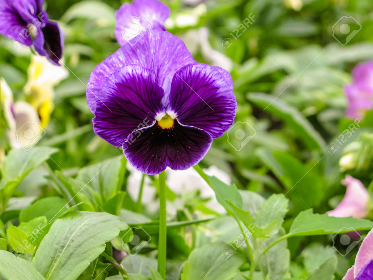 グリーン花壇マクロ クローズ アップにヴィオラ トリコロール赤青黄色パンジー の写真素材 画像素材 Image