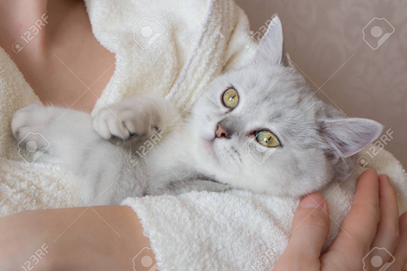 White British Shorthair Cat In The Hands Of A Woman In Bathrobe
