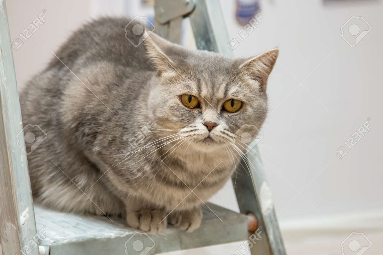 british whiskas cat