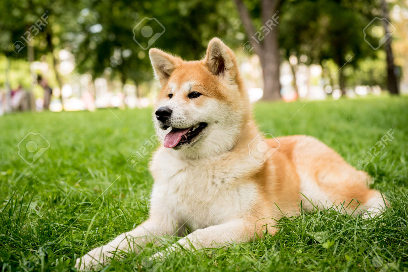 cute akita inu