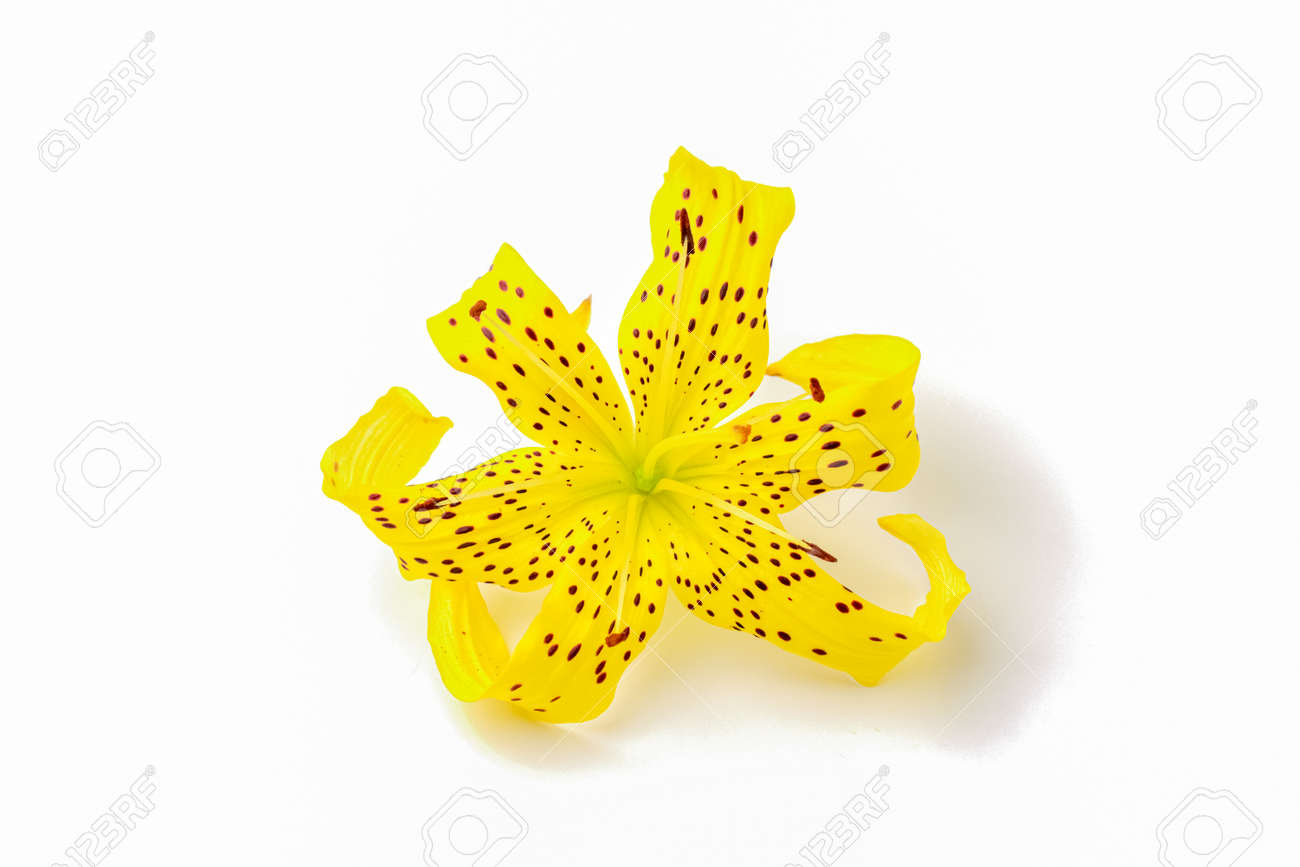 etiam-dictum-ipsum-a-felis