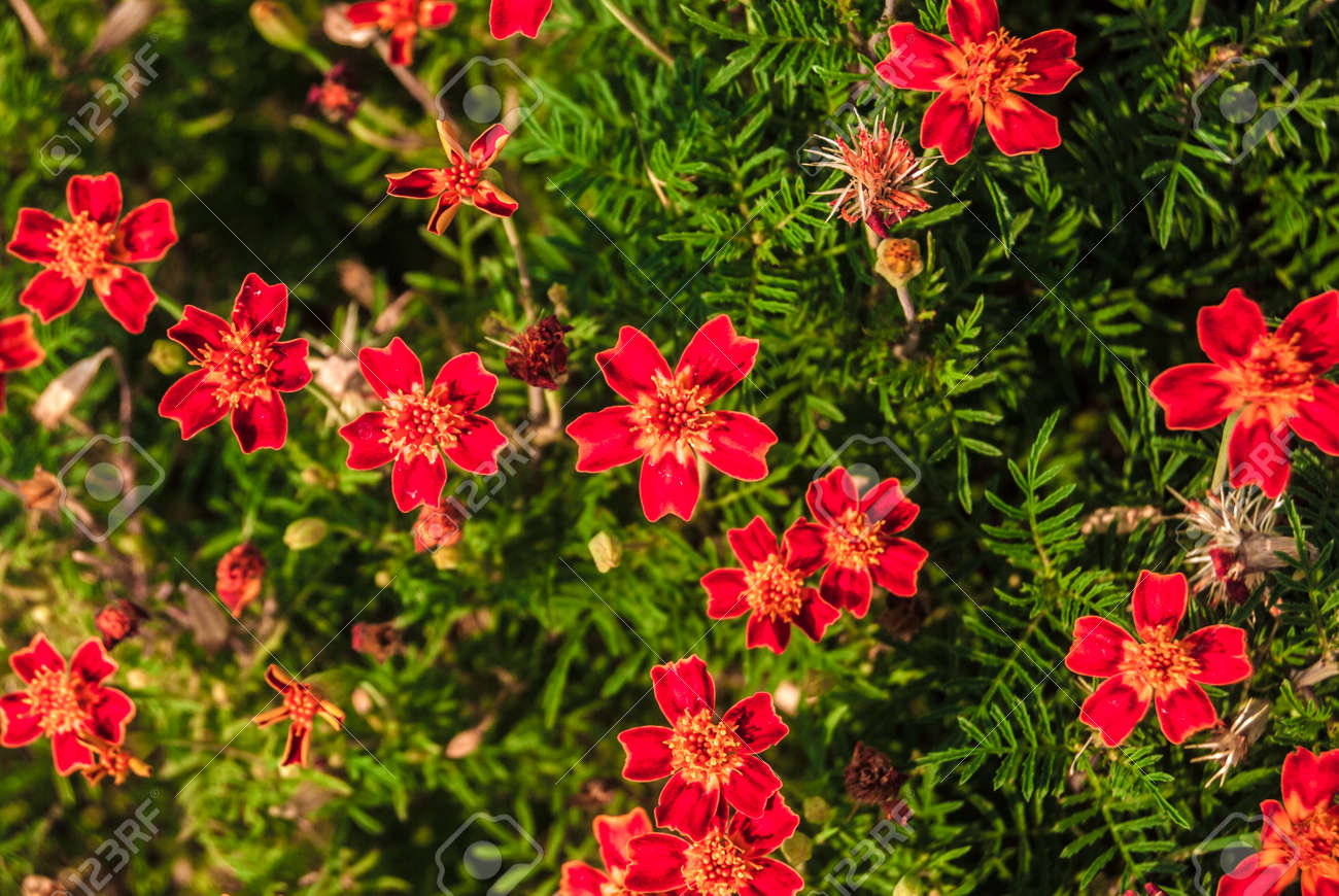 Rote Blumen Mit Grunen Blattern In Einem Garten Lizenzfreie Fotos Bilder Und Stock Fotografie Image 33086746