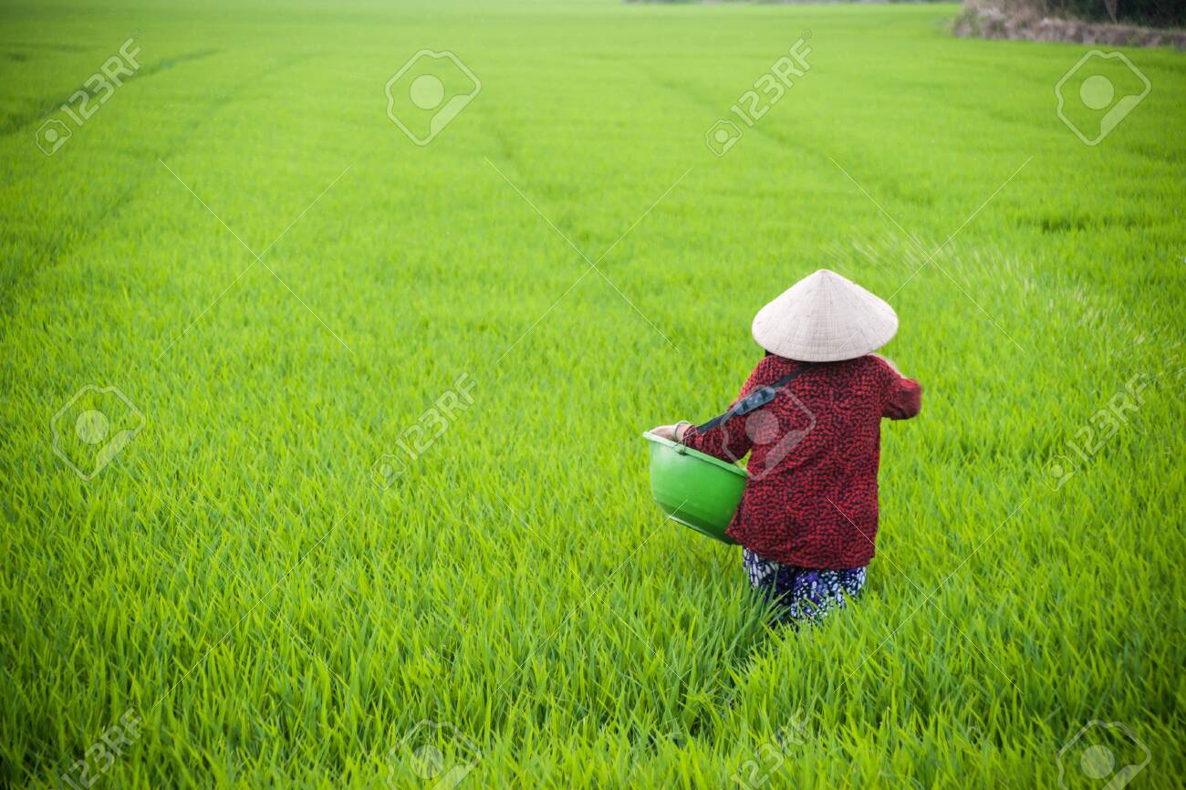 rice field hat