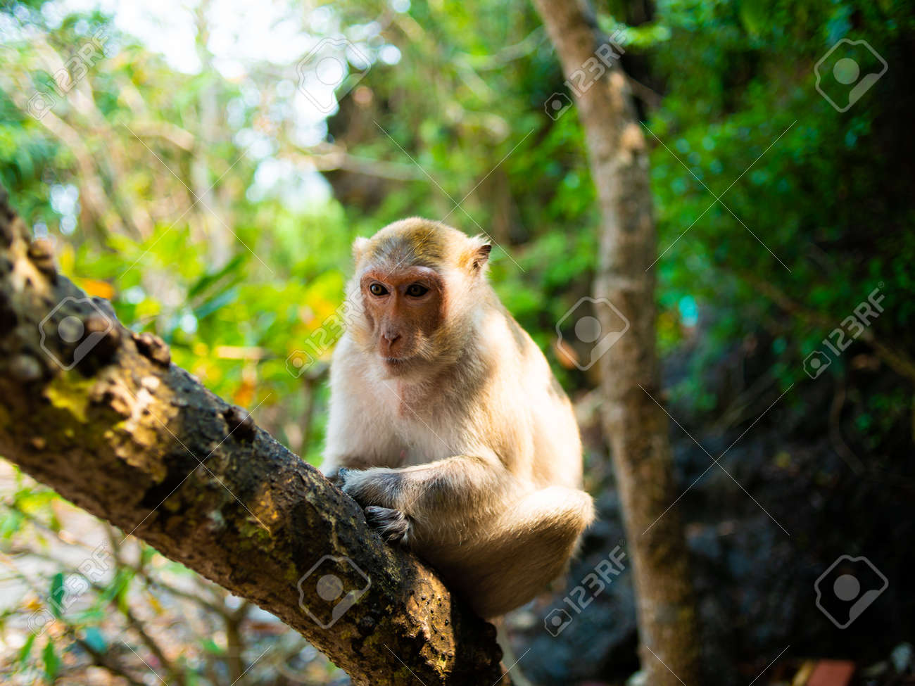 etiam-dictum-ipsum-a-felis