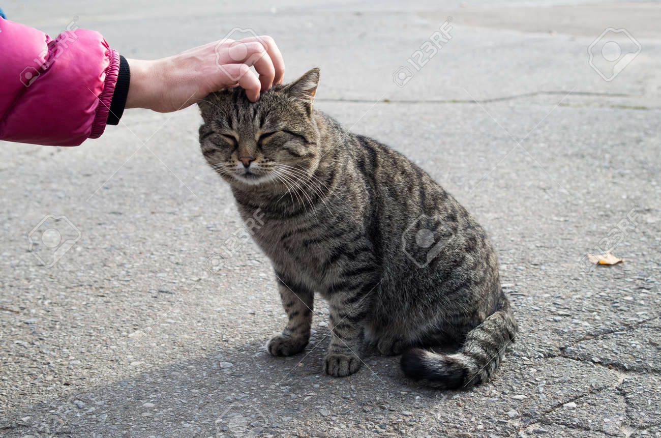petting a stray cat