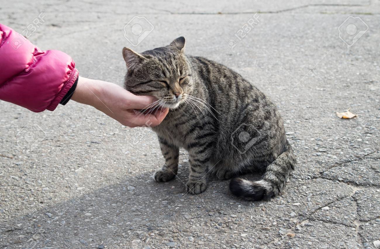 christmas pajamas for the whole family and dog