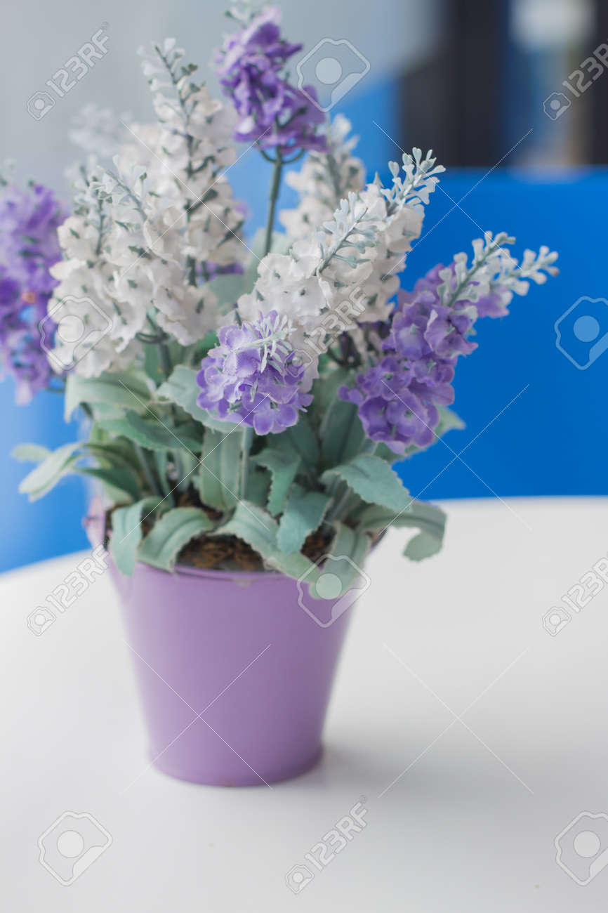 ラベンダー パープルと白のテーブルに鍋に白いラベンダー の写真素材 画像素材 Image