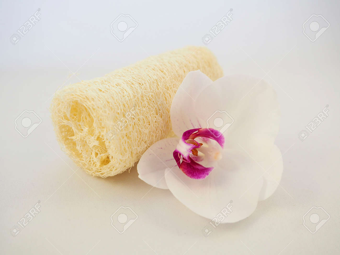 etiam-dictum-ipsum-a-felis