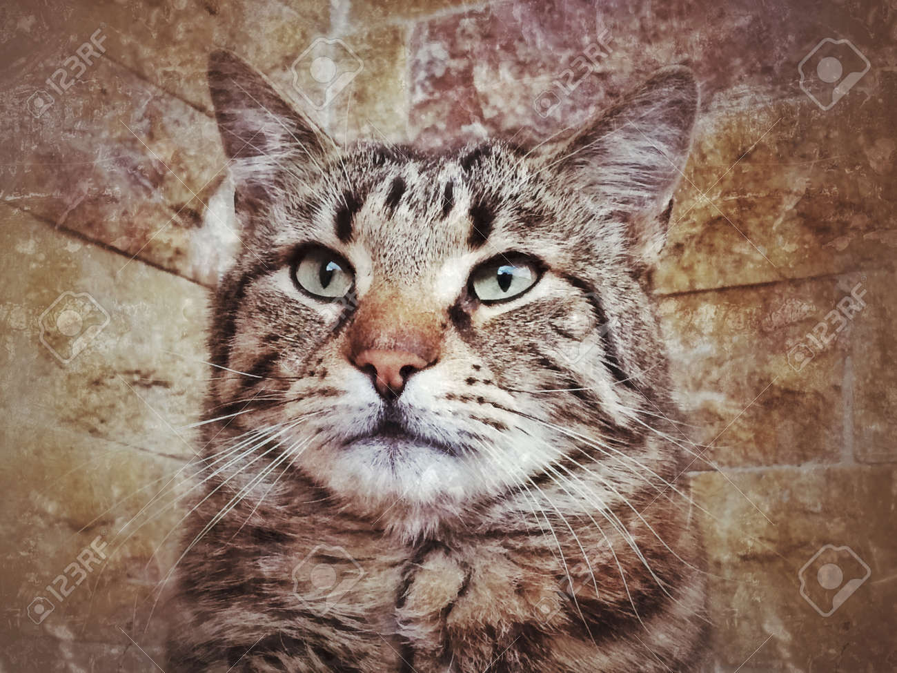 etiam-dictum-ipsum-a-felis