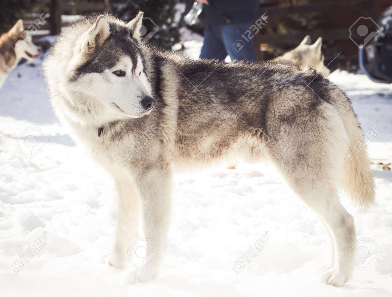 wolf grey husky