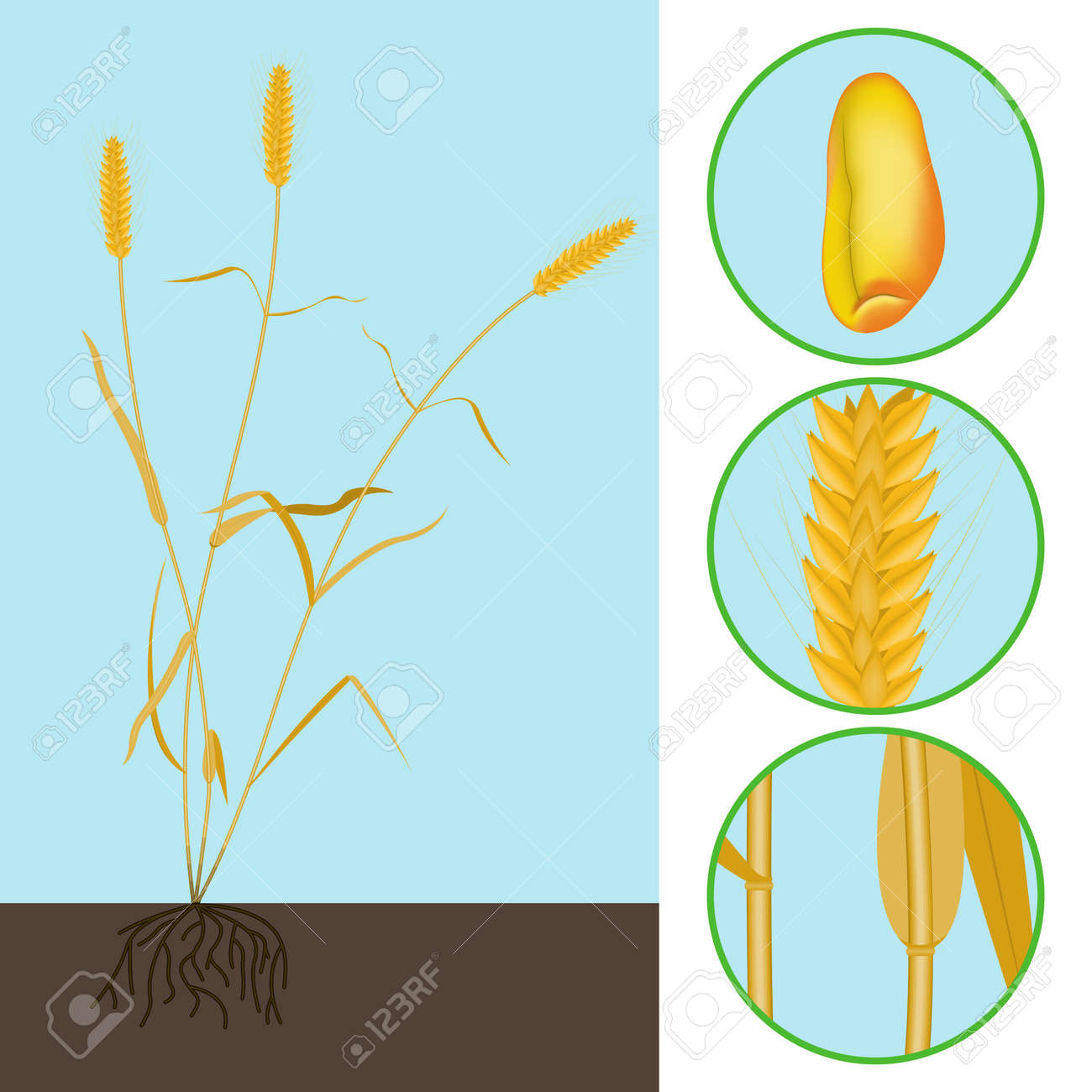 Wheat As A Plant With Parts Of The Stem, Ear And Grain Royalty Free SVG,  Cliparts, Vectors, And Stock Illustration. Image 17355196.