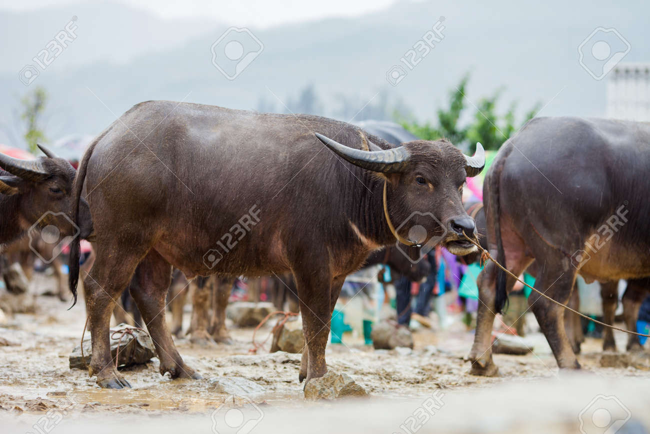 Buffalo For Sale >> Vietnamese Water Buffalo For Sale At Bac Ha Sunday Market In Buffalo For Sale >> Vietnamese Water Buffalo For Sale At Bac Ha Sunday Market In