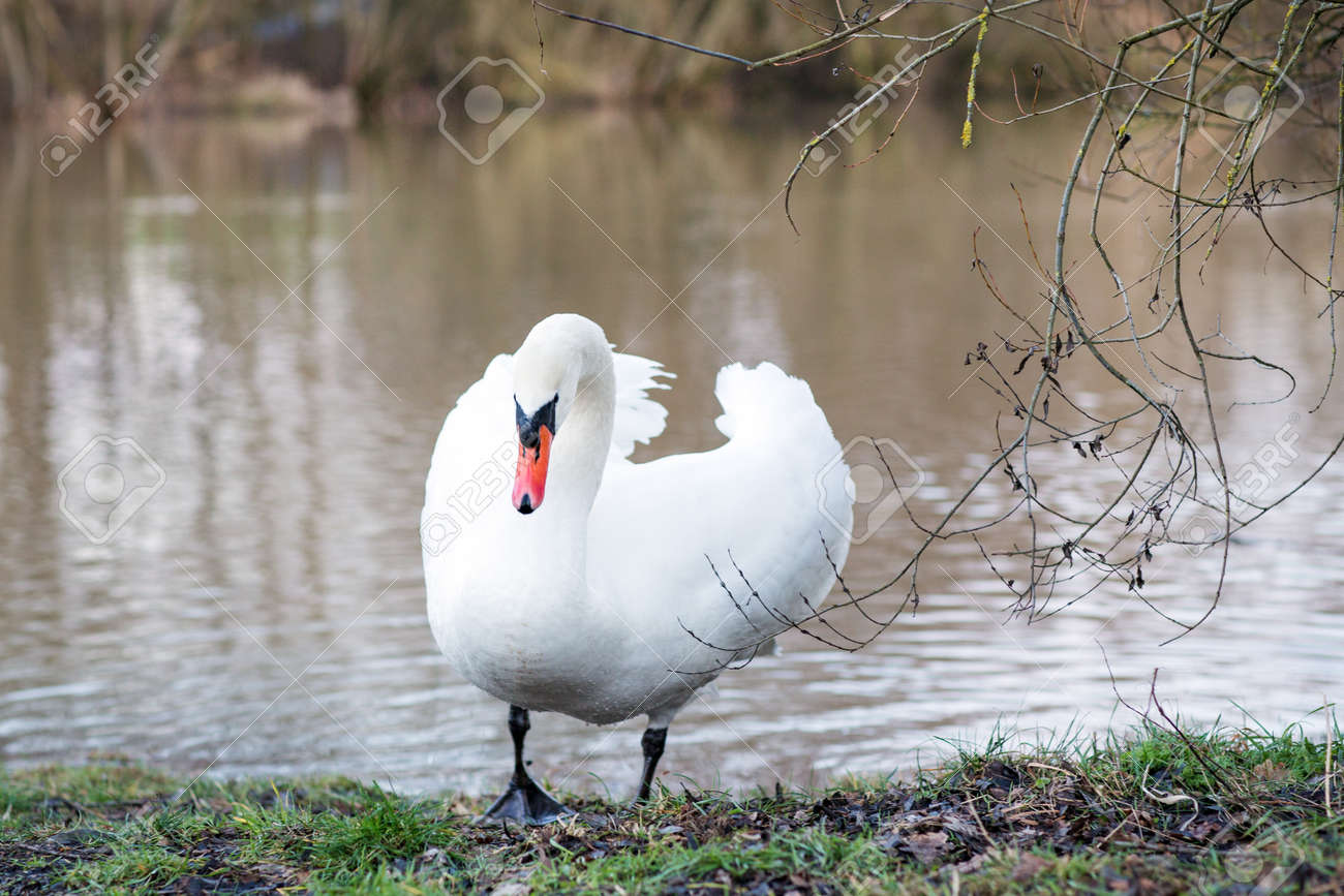 ドイツの春の湖で白鳥の白します の写真素材 画像素材 Image