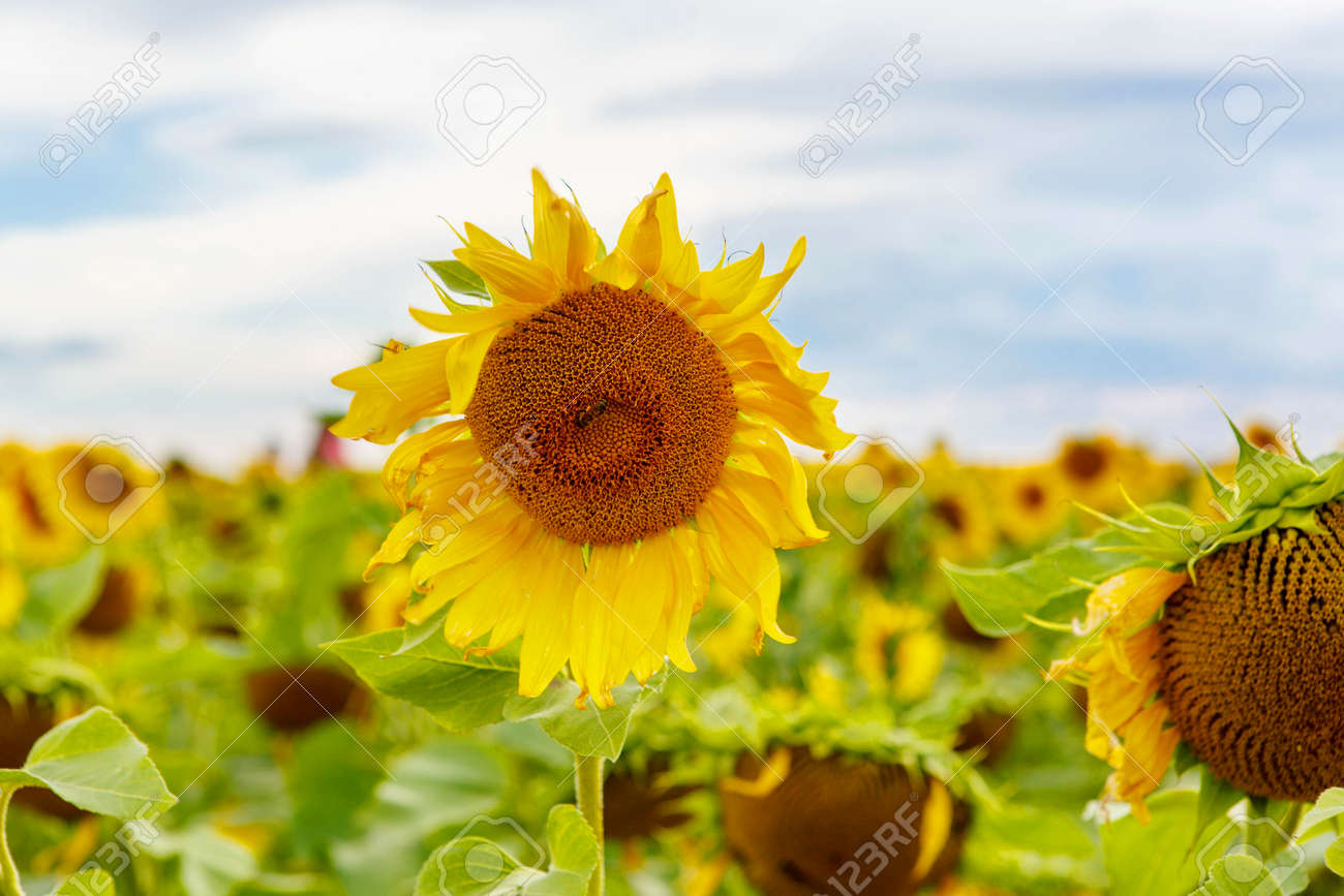 Champ De Tournesol En Provence Dans Le Sud De La France Camargue Le Jour De Lété Avec De Grandes Fleurs Jaunes