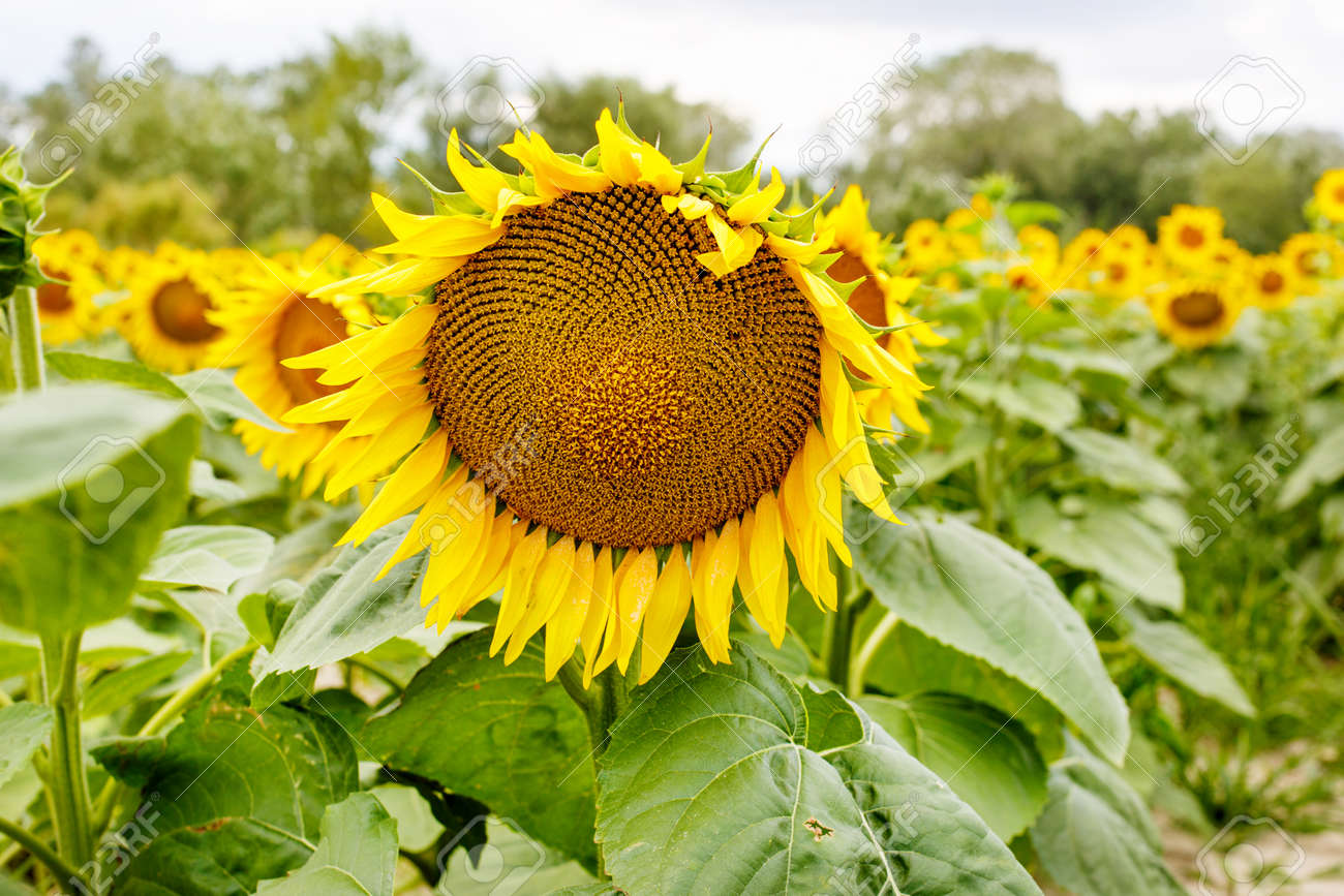 Huit Fleurs Du Sud Dans Votre Jardin