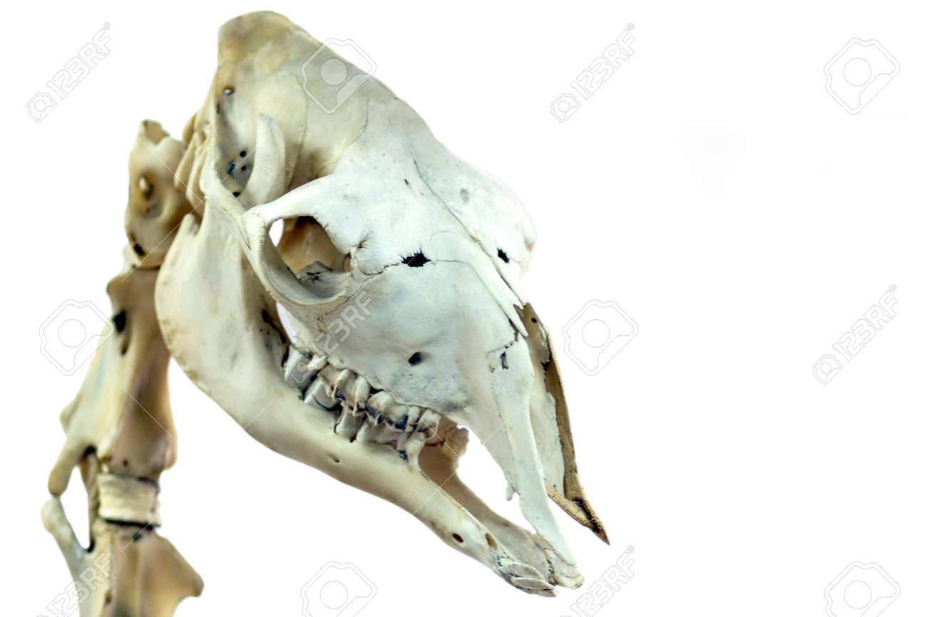 ラクダの頭蓋骨がクローズ アップです。科学的または獣医のトピックの