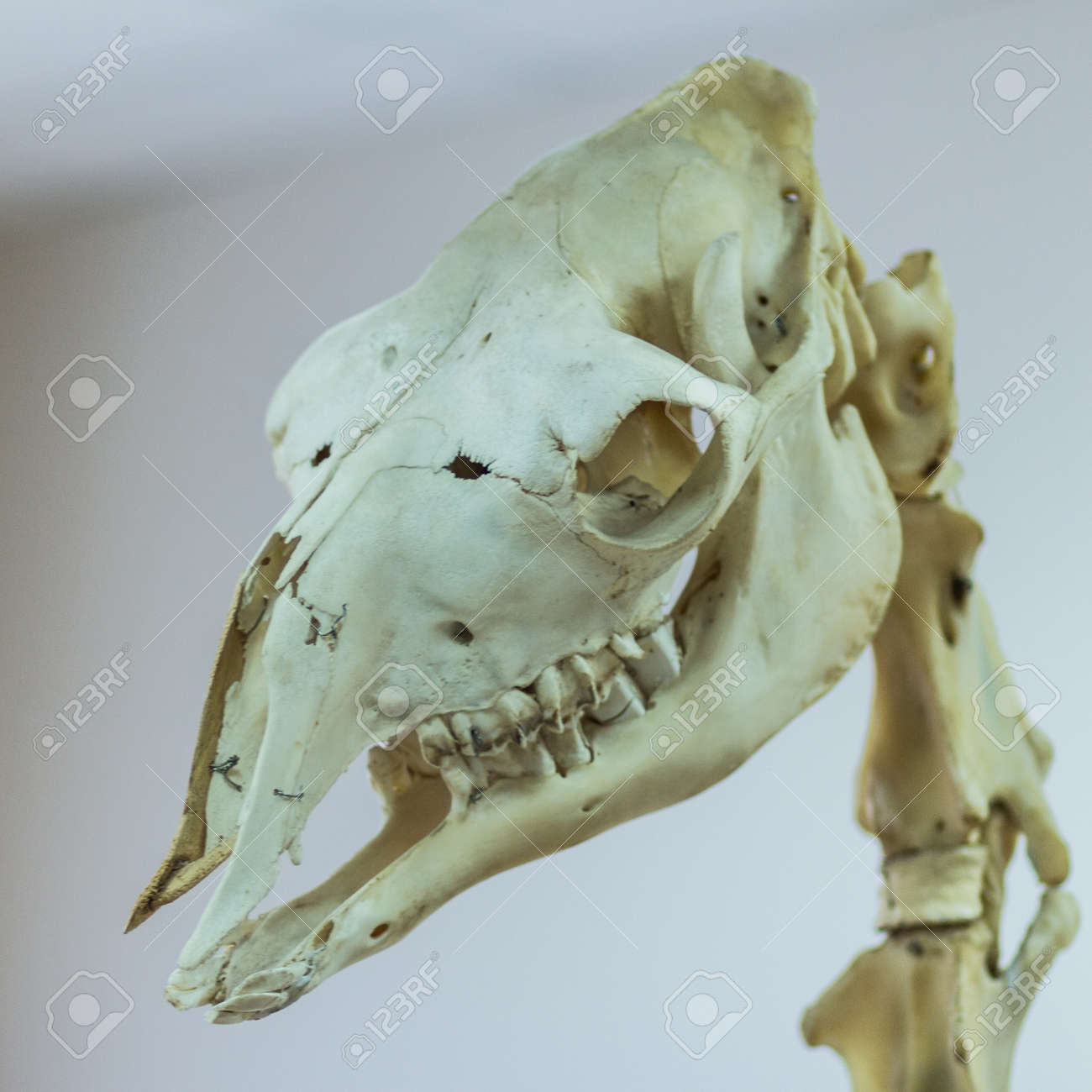 ラクダの頭蓋骨は間近にある。実際の博物館の展示。正方形の絵