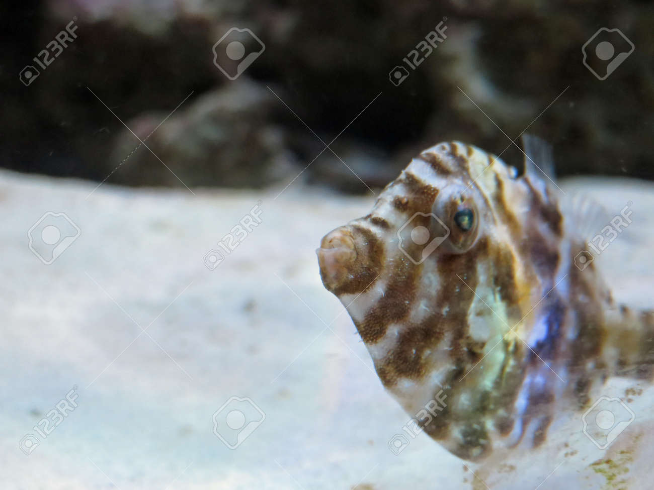 etiam-dictum-ipsum-a-felis