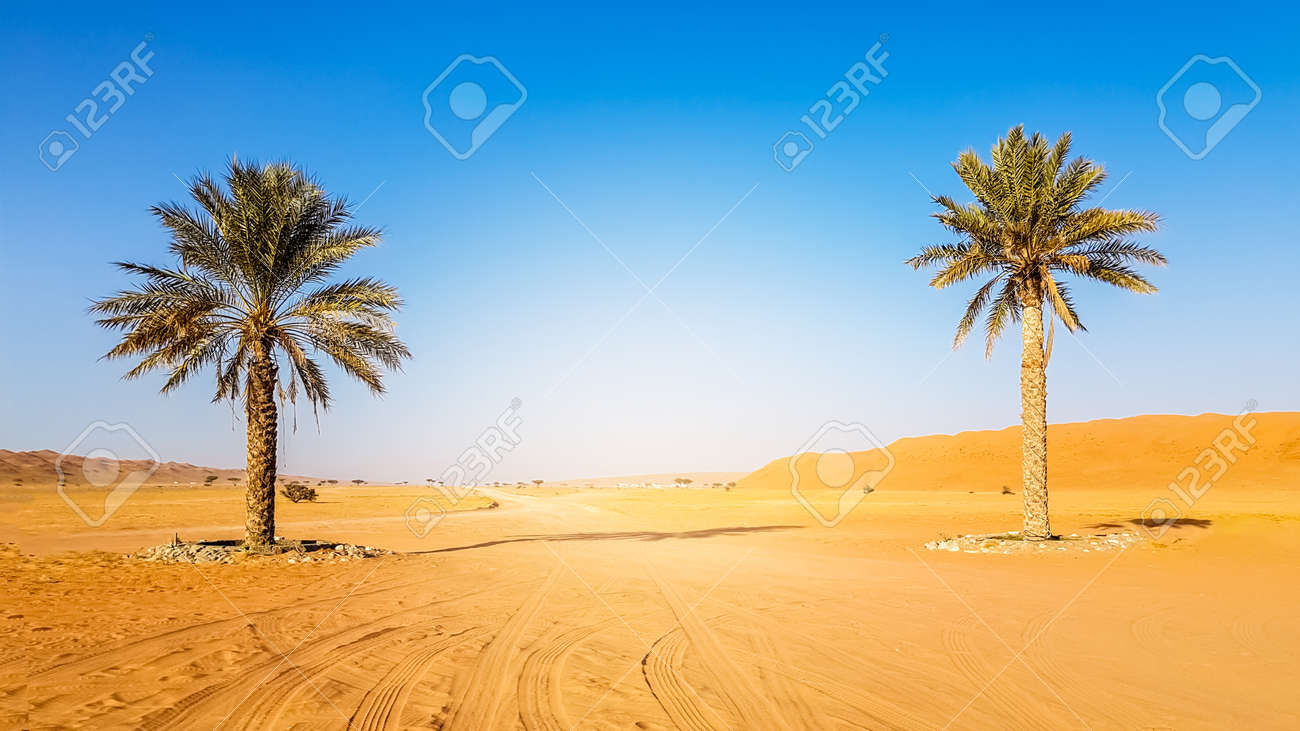 Immagini Stock Palme Che Crescono Nel Campo Della Siccita Ma Con Terreno Sabbioso Naturale E Deserto Lo Spazio Rimasto Nel Mezzo Image 92098117